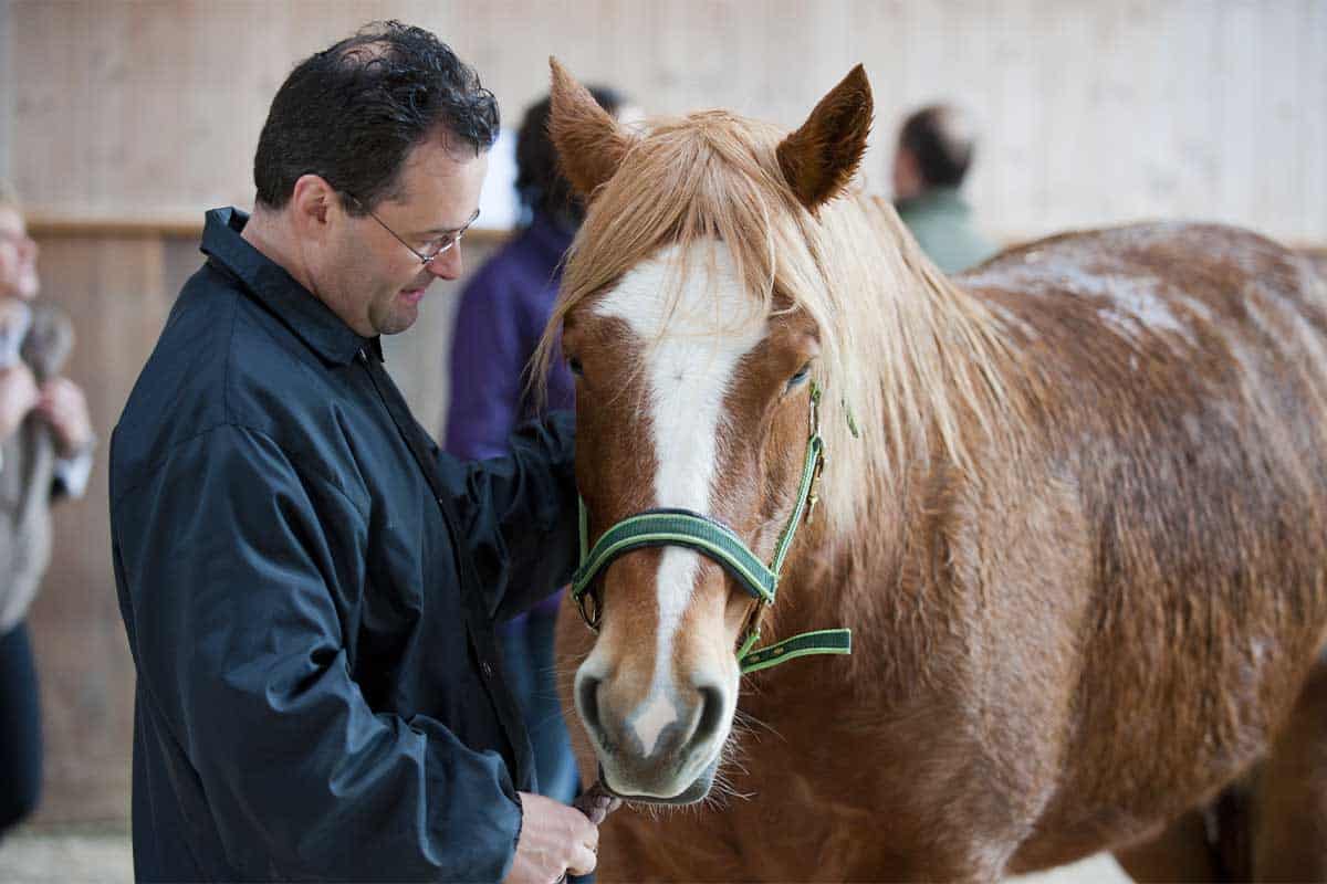 developpez l'intelligence émotionnelle de vos équipes avec quirao equicoaching