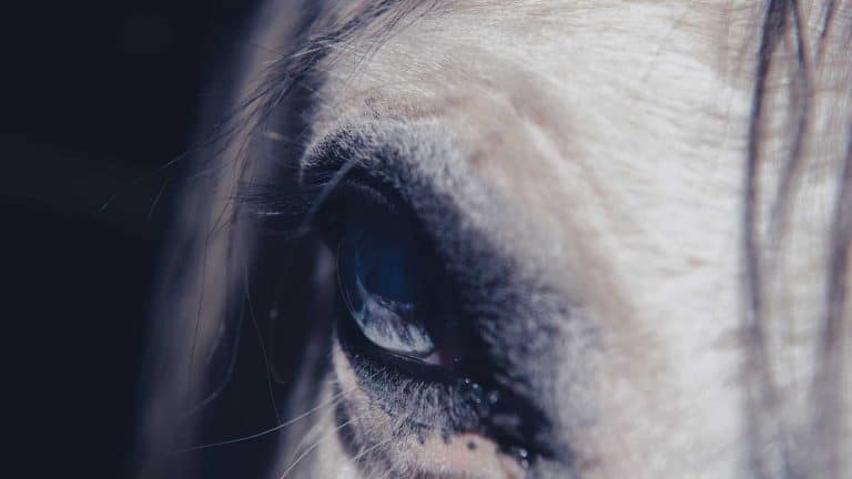 philosophie equicoaching avec le cheval