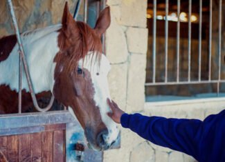 Les bienfaits du développement personnel avec le cheval