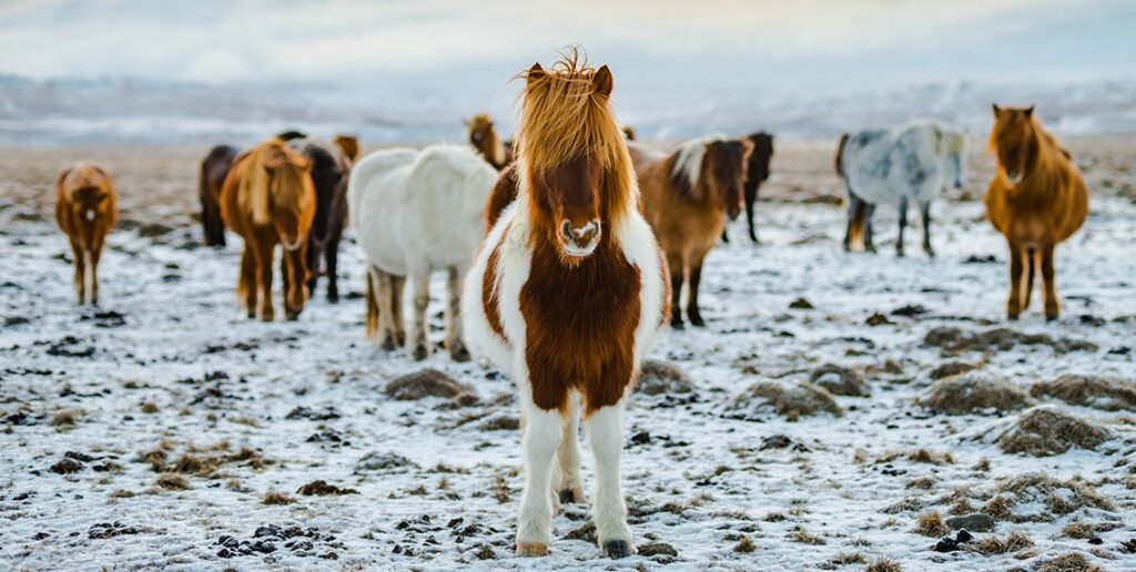 Pour respecter son fonctionnement social, le cheval a besoin de se situer dans le rang hiérarchique et se sentir en sécurité grâce à des repères clairs. Dans une formation équicoaching, il devient ainsi un véritable leader de compétences.