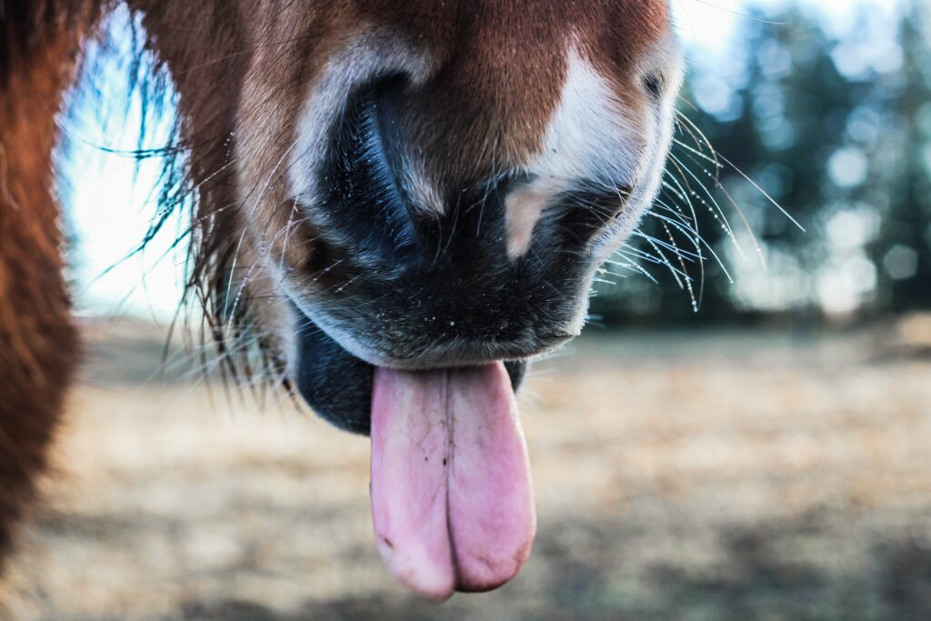 Oser faire le premier pas dans votre processus de changement, c’est toujours plus simple si vous êtes bien accompagné. Faites confiance au cheval médiateur pour vous guider sur votre chemin de transformation.
