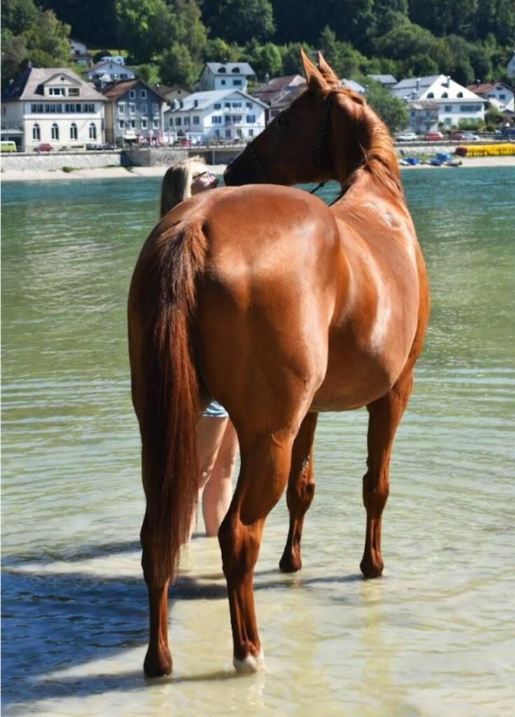 Quirao lieu equicoaching suisse